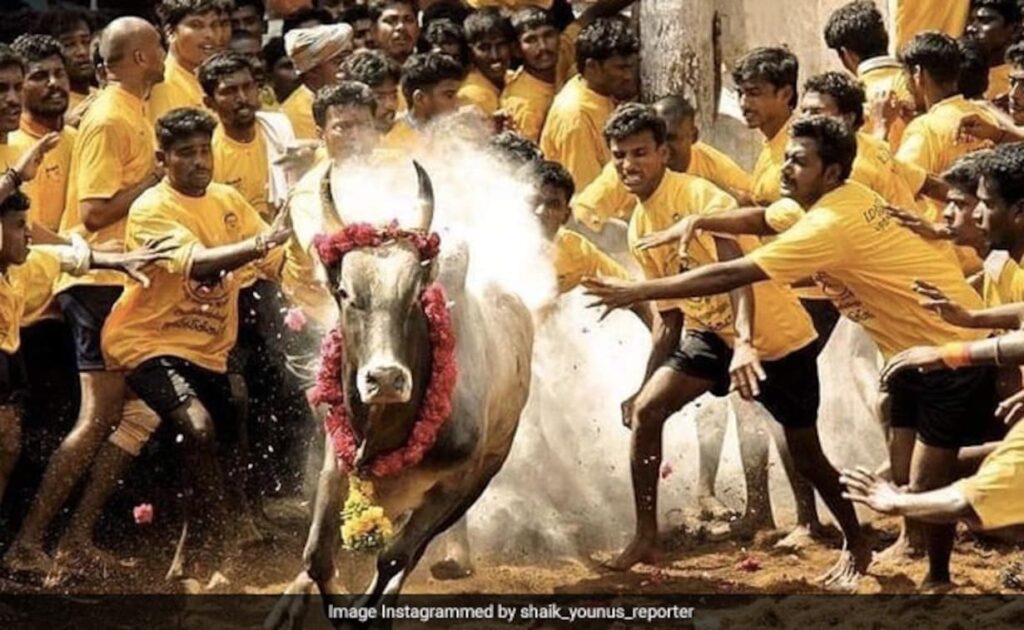 ‘Jallikattu’ much more than a bull sport for Tamilians