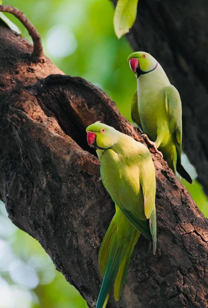 Parrots pair