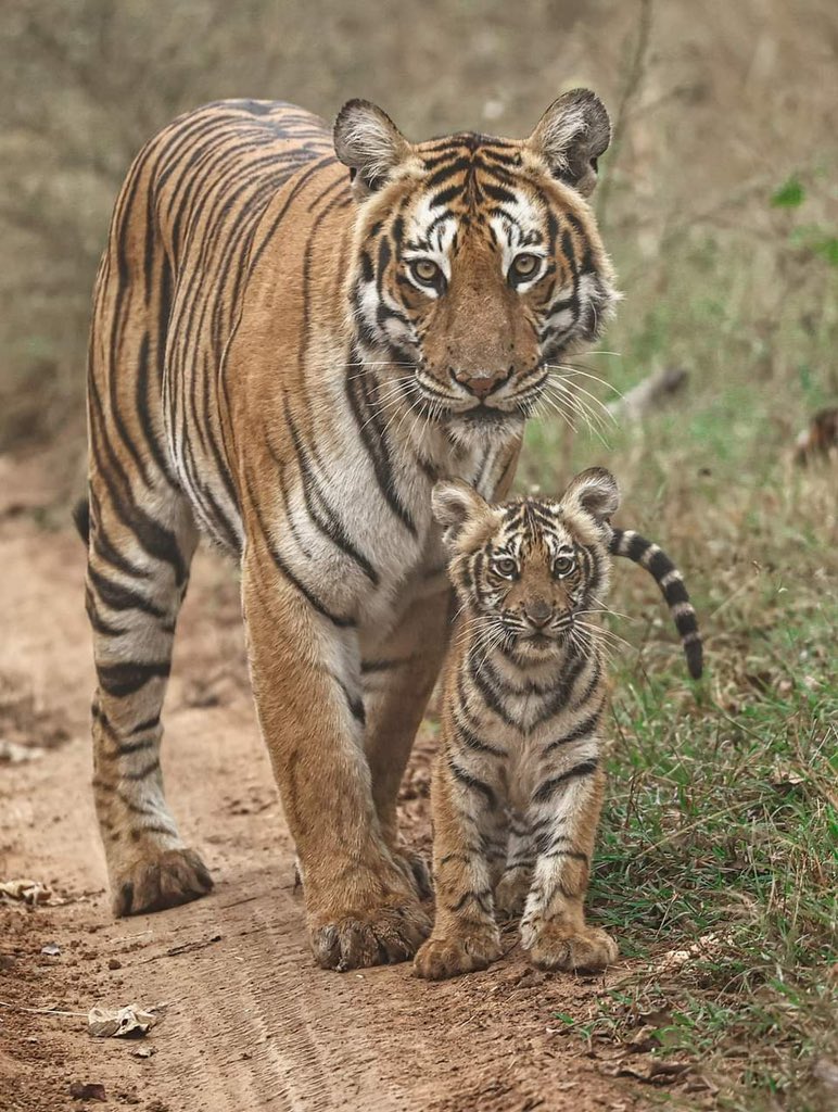 Tiger and cub