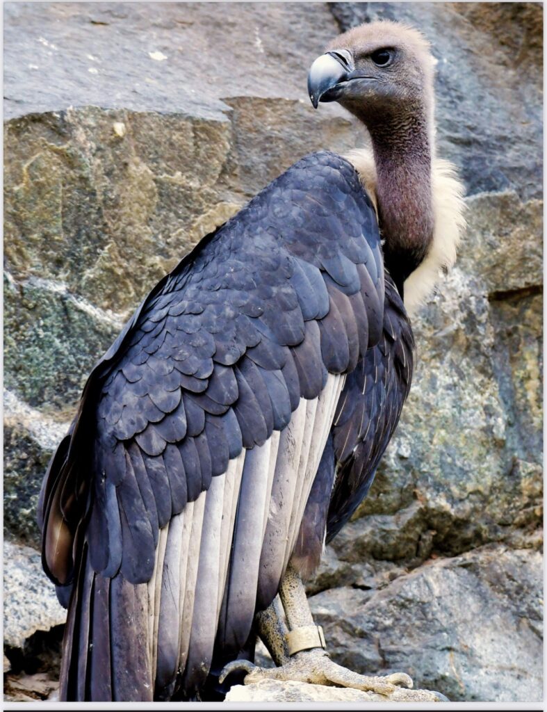 MP Santosh calls for saving vultures