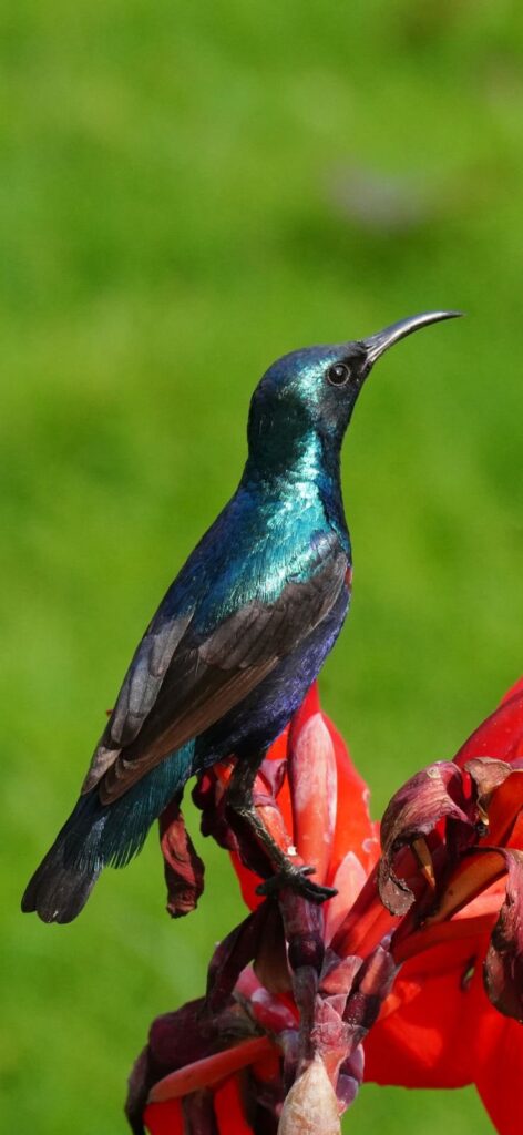 Santosh clicks Purple Sunbird and other birds