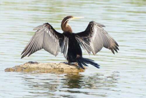 Migratory birds