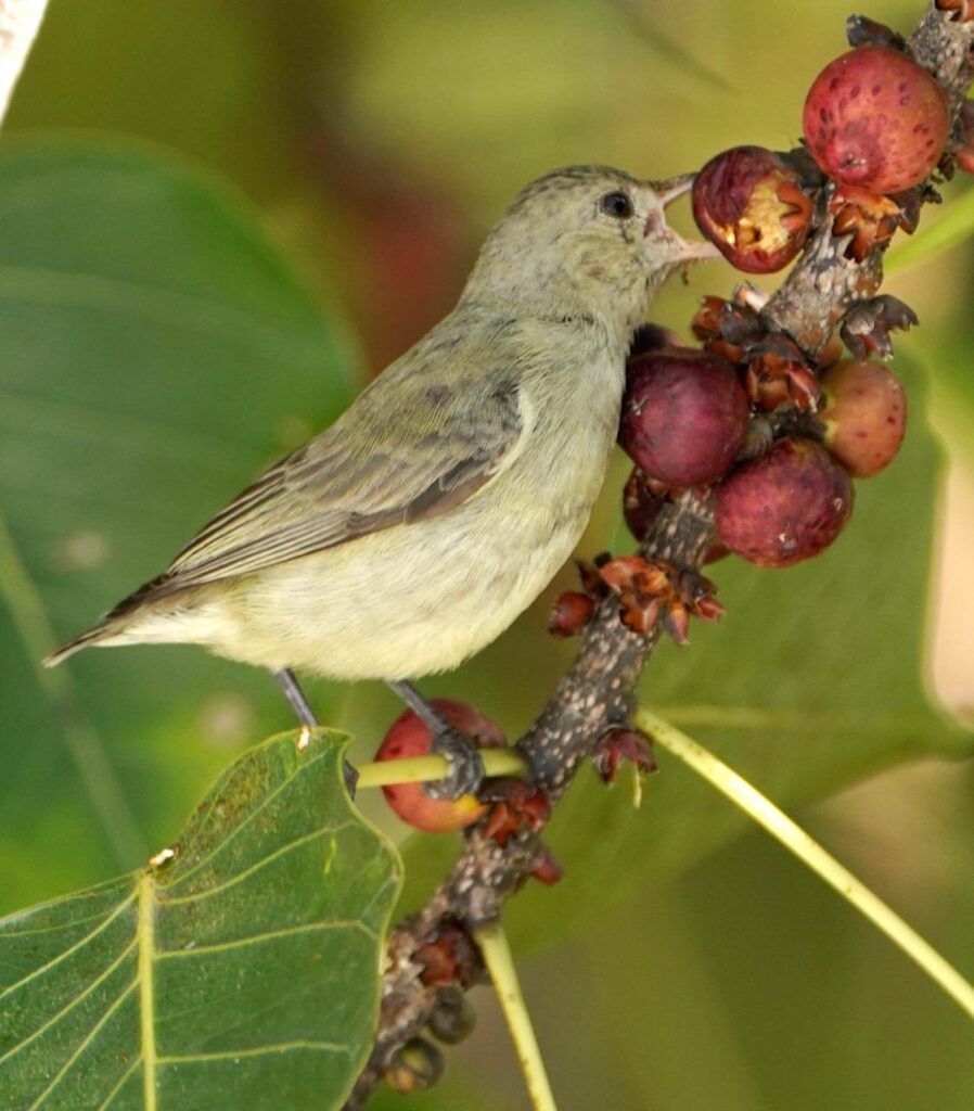 Flowerpecker