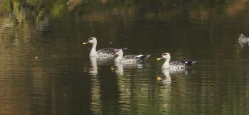 Ducks