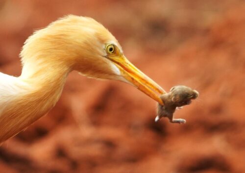 egret