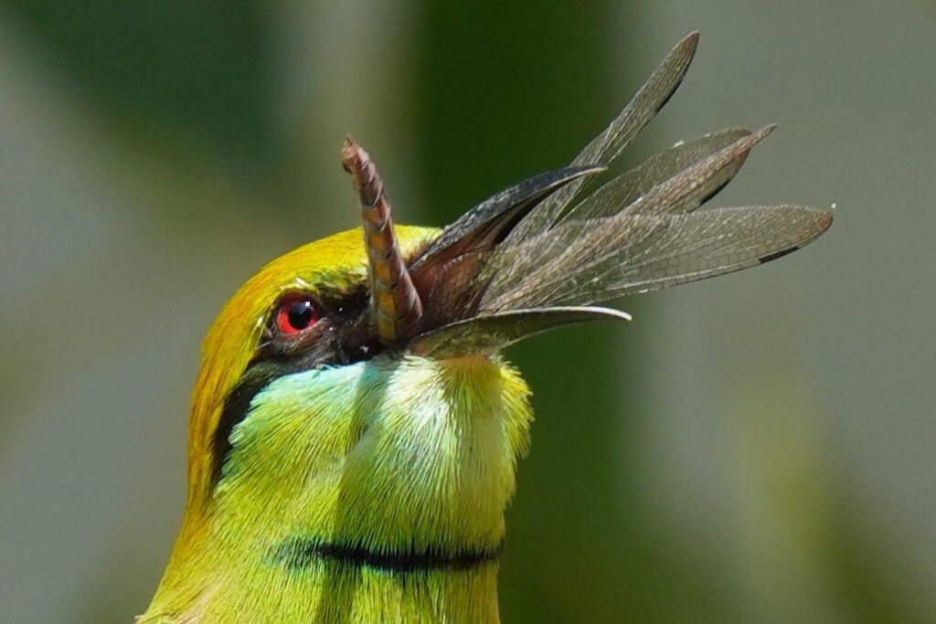 Bird in action