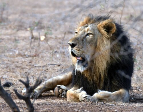 World lion day