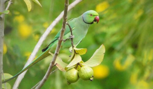 Parrot