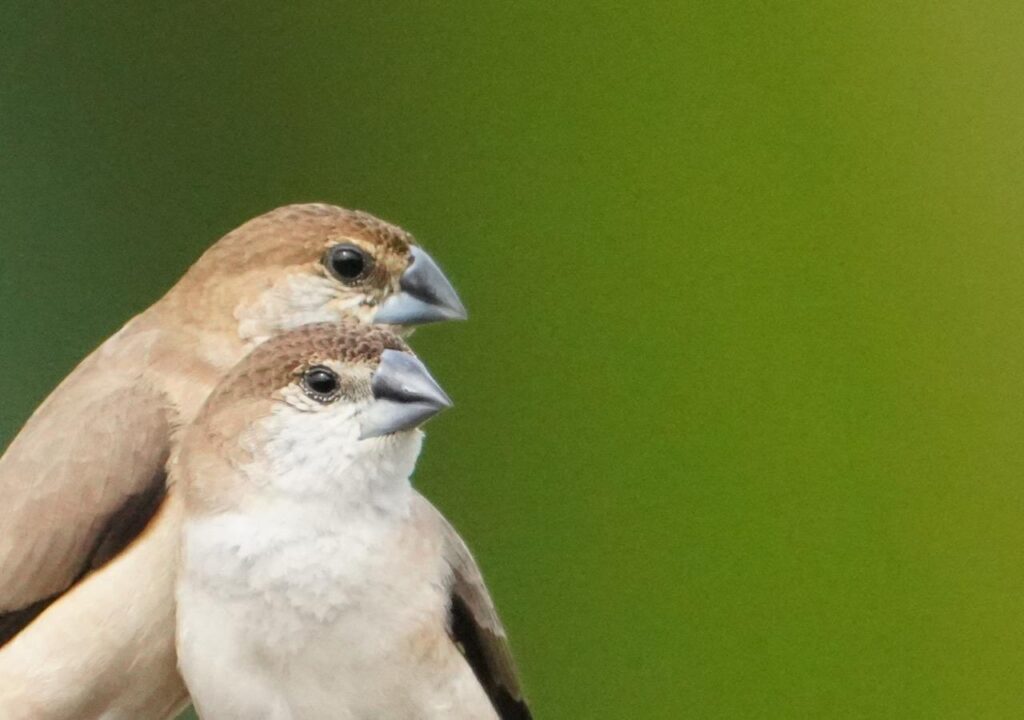 Ex-MP Santosh clicks a pair of house sparrows this Sunday