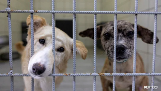 Stray dogs