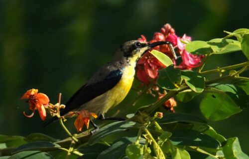 Sunbird