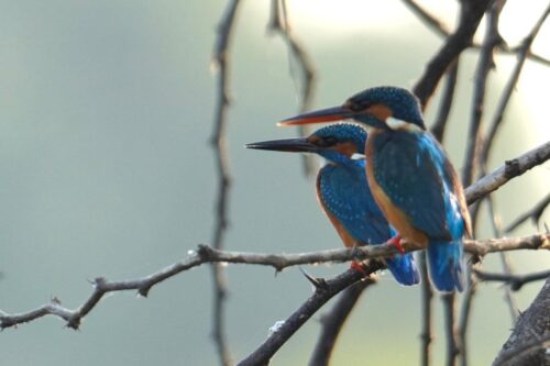 Common Kingfisher