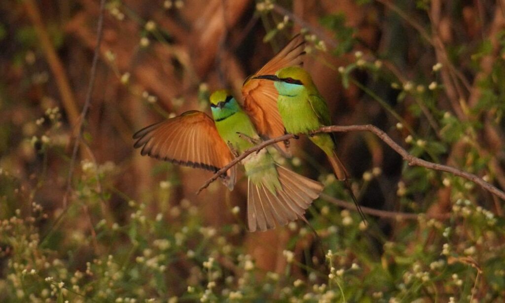 Green bee-eaters treat from Santosh this Sunday!