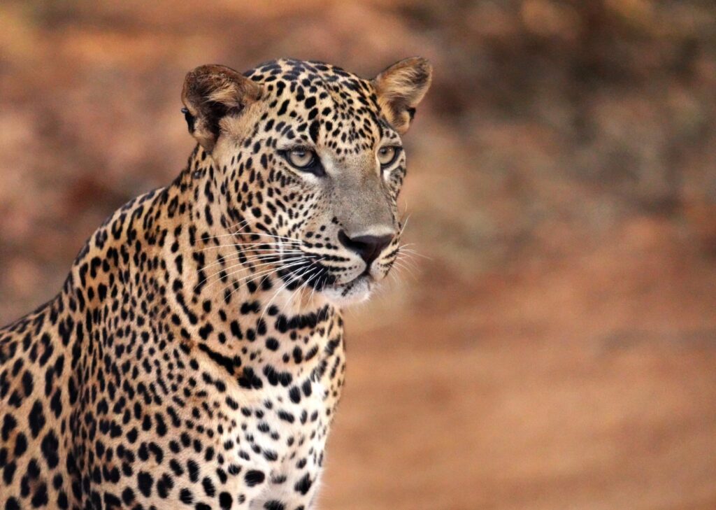 Ex MP Santosh shares leopards of Yala Park