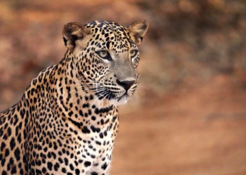 Yala Leopard